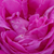 Roza - Portland vrtnice - Duchesse de Rohan